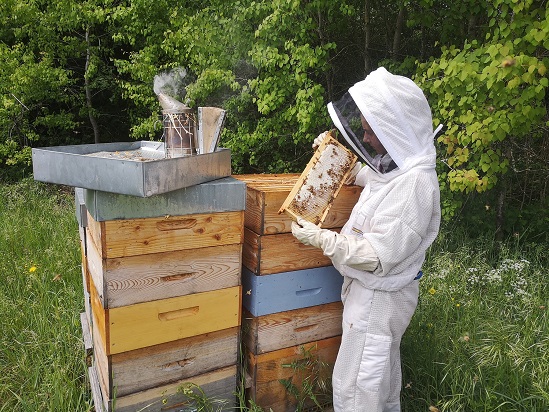 L'apiculture dans les Vosges