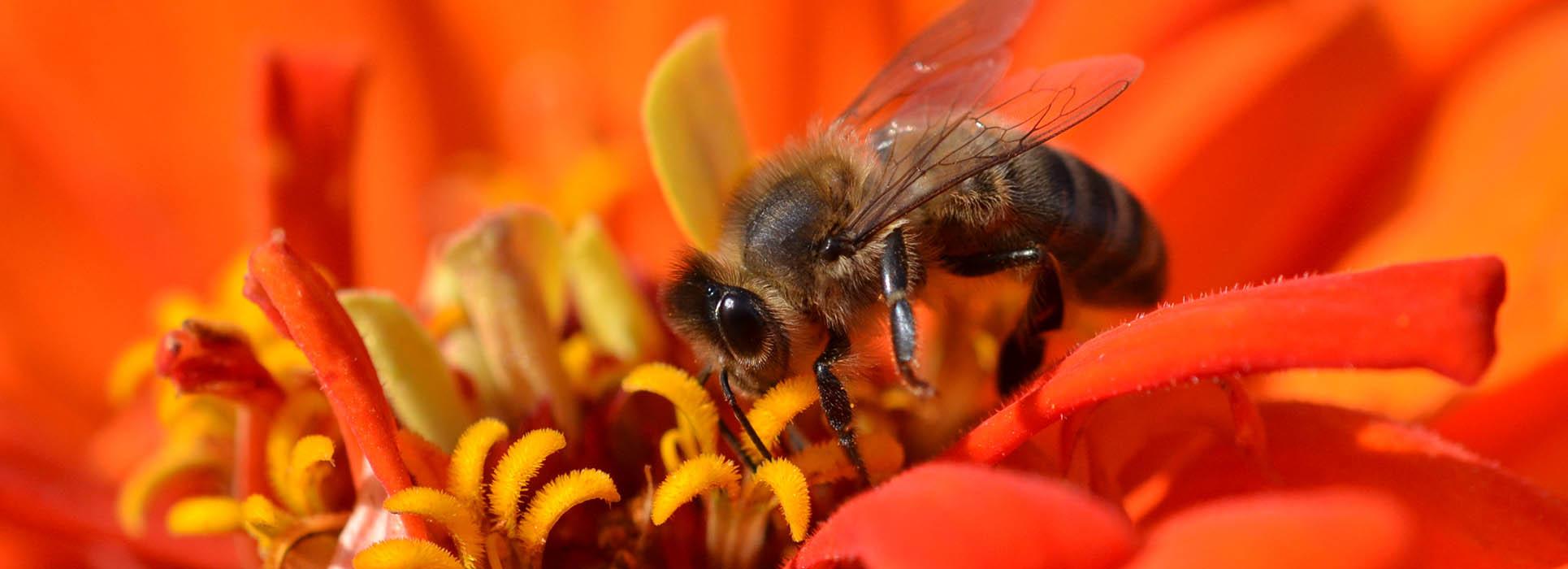Une pratique respectueuse des abeilles et de l'environnement