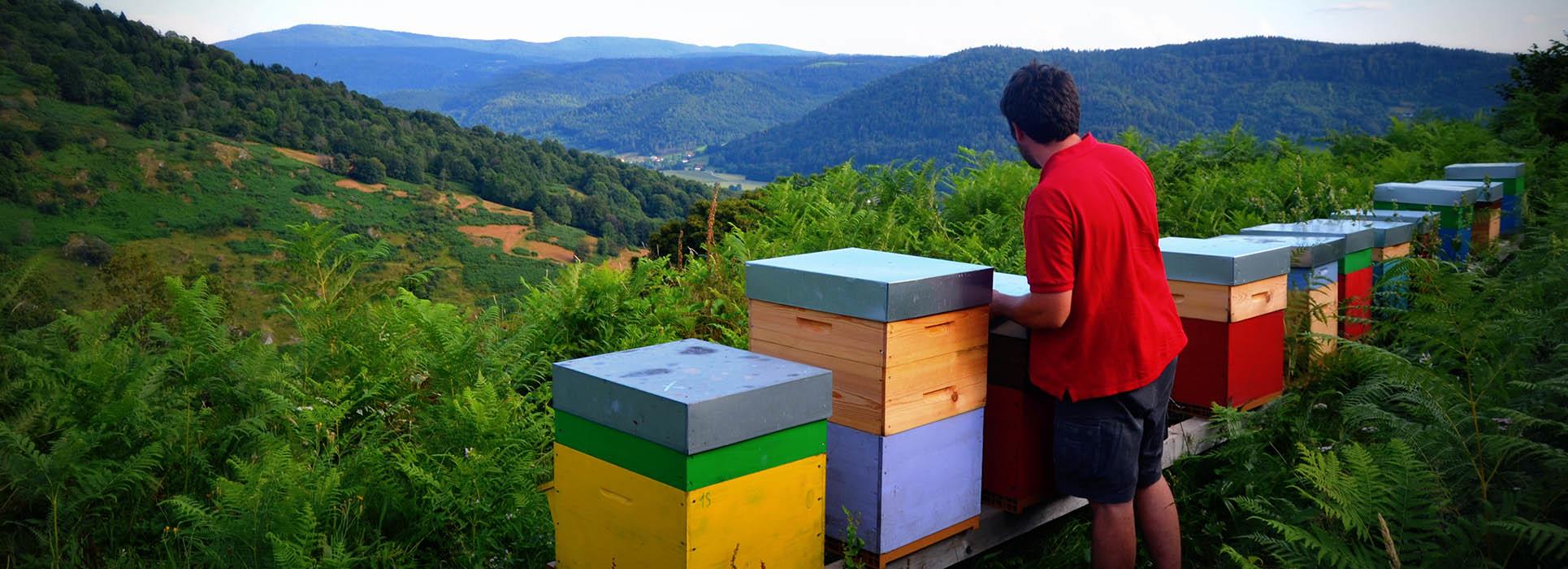 Des miels récoltés dans l'est de la France (Vosges, Haute-Saône)